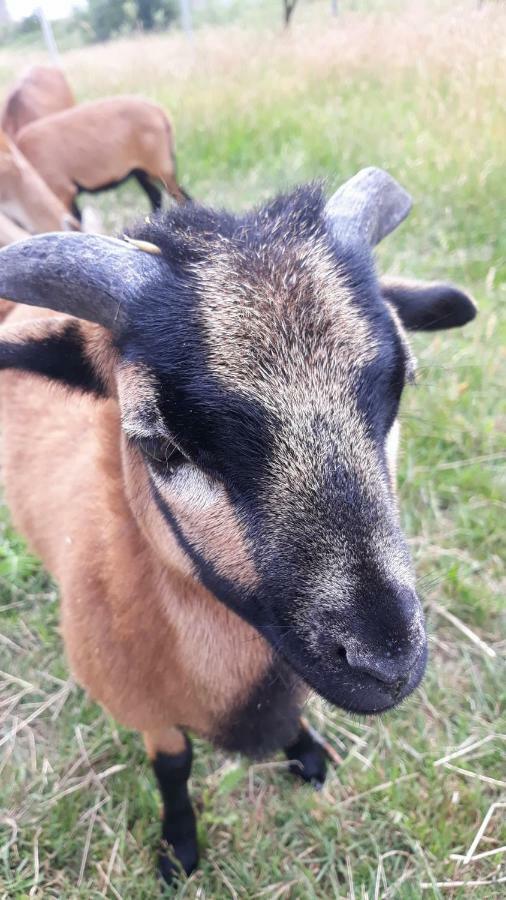 Gospodarstwo agroturystyczne Nad Zalewem Jaszczurowa